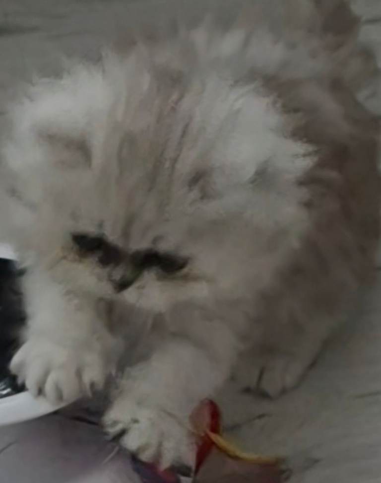 Pure Persian 
