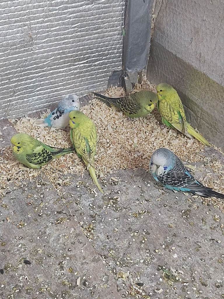 Budgies 