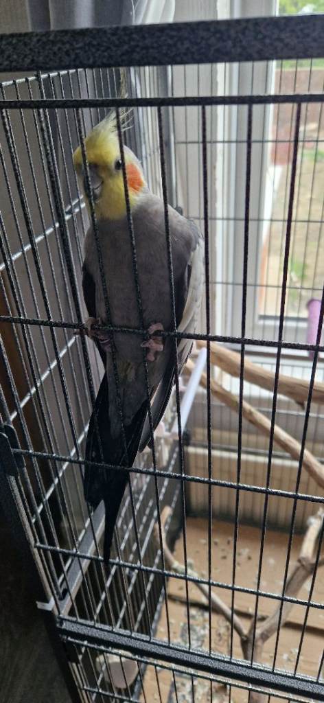 2 cockatiels cock and hen £50 the pair