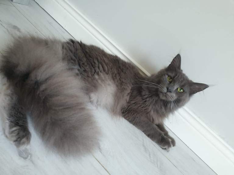 Maine Coon Female 