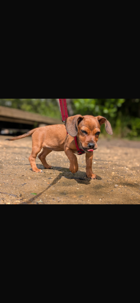 Puppy for sale