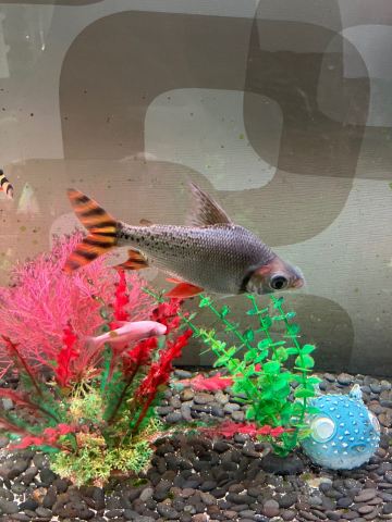 fish tank accessories gumtree Jexine 100 Pcs Rocks Glow Blue, Fish Tank Stones Gravel with 10 Pack Artificial Aquatic Plants Coral Reef Decorations for Aquariums : Pet Supplies Aqua One Fish Tank with