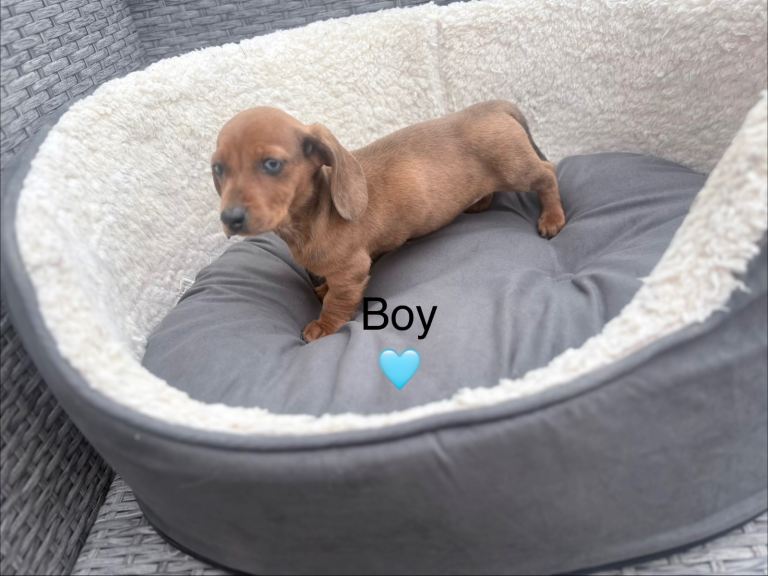 Beautiful dachshunds