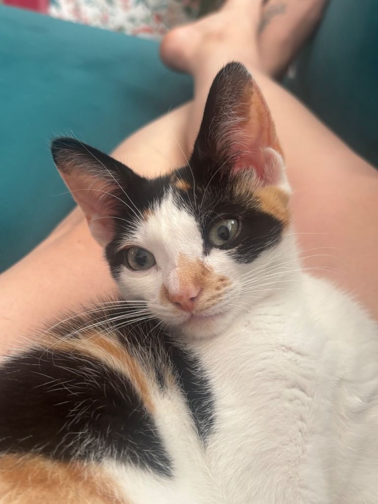 Female kitten available now 