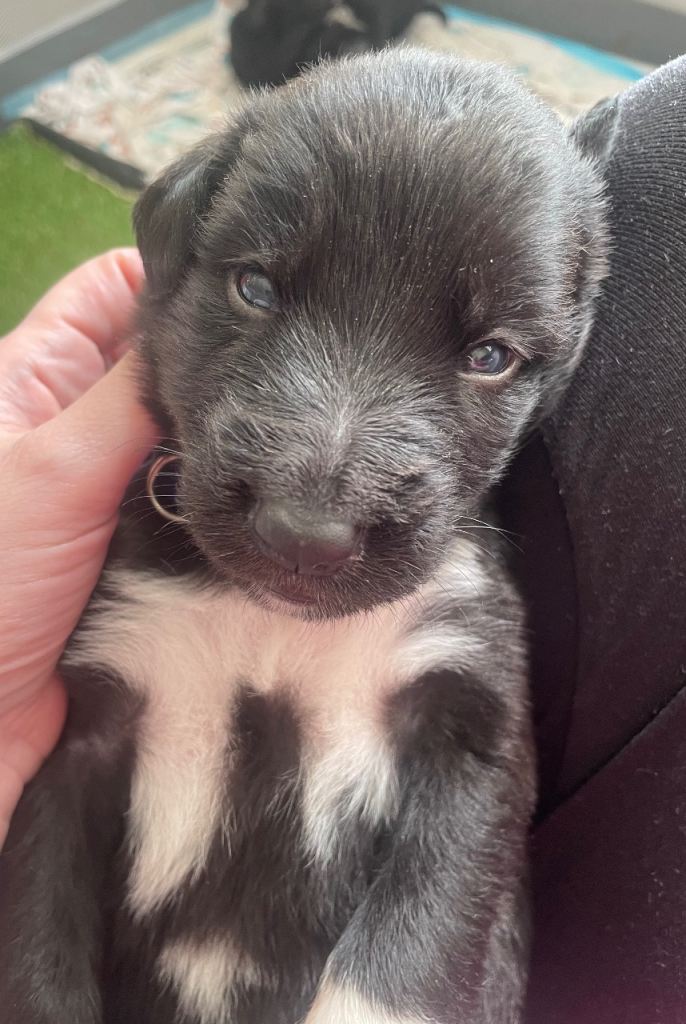 Beautiful mixed breed puppies