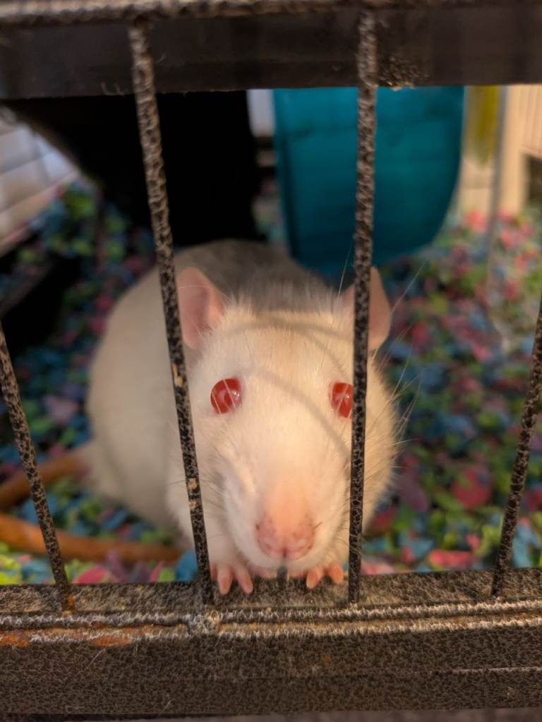 Three male rats with cage 