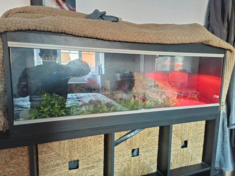 Corn snake with vivarium + all kit