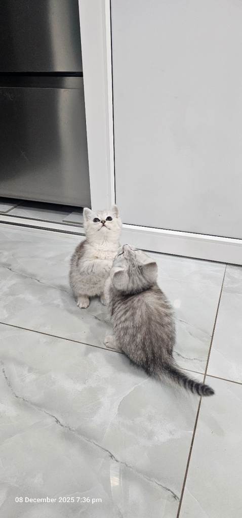 kittens 2 lovely girl available for new house 