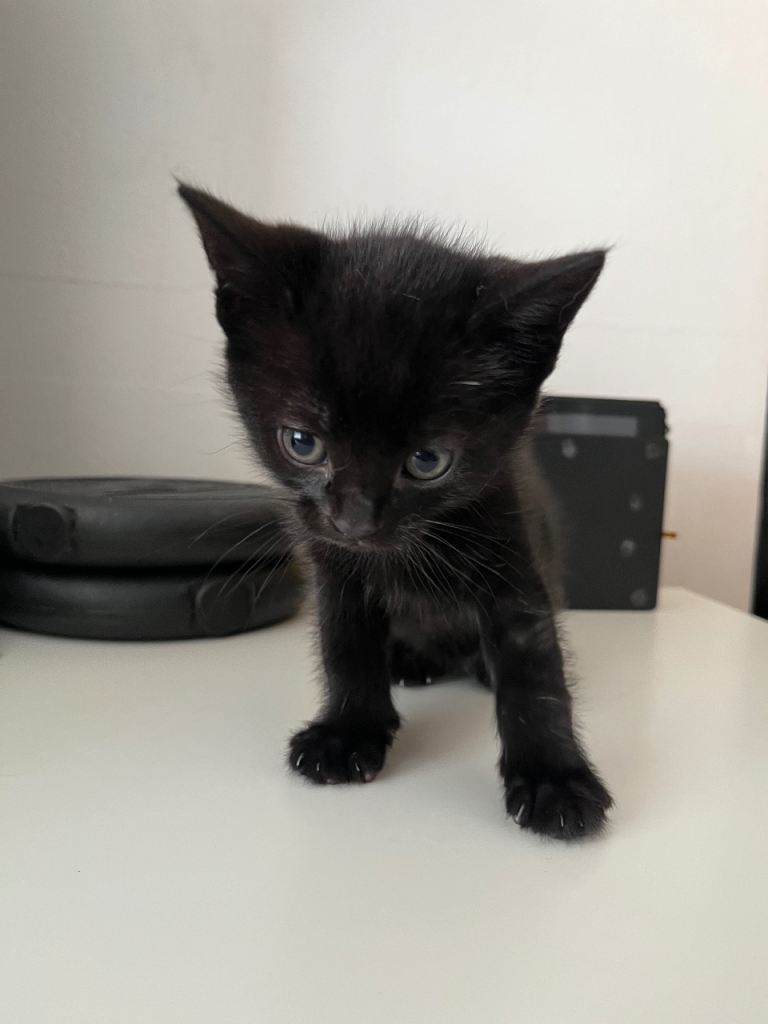 2 Female KITTENS £60