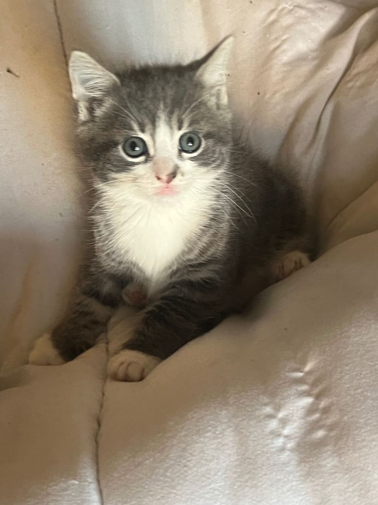 Persian x domestic kittens 