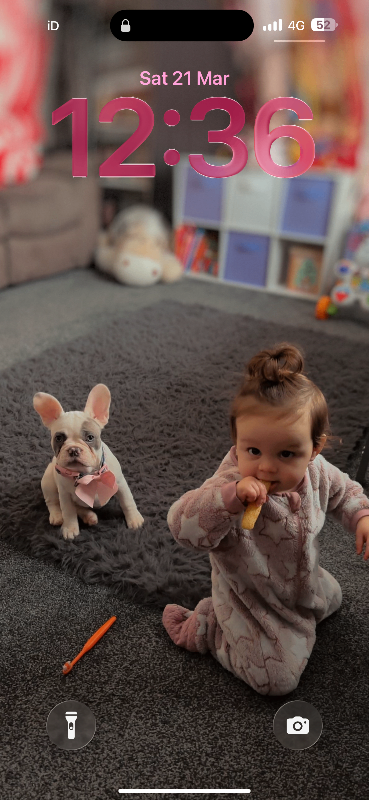 Female French bulldog 6 months old