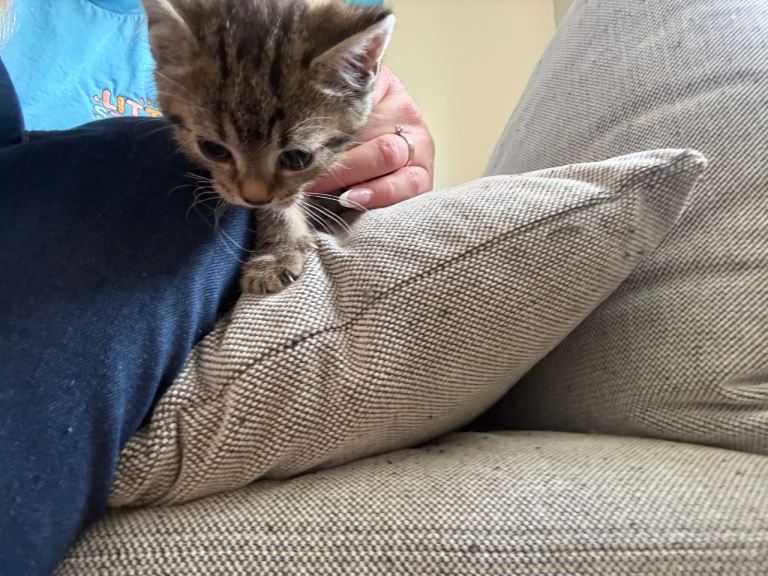 Kittens ready for new homes 