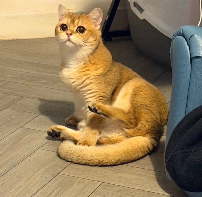 British shorthair 