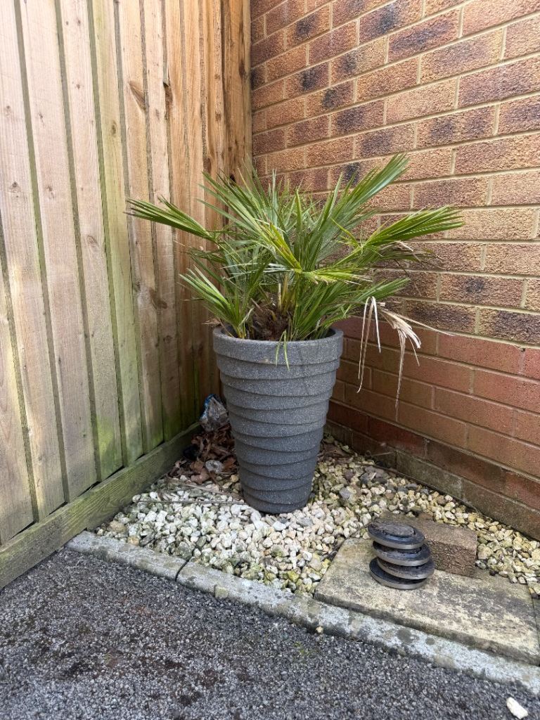 2 palm trees for sale. Quite large comes with planters