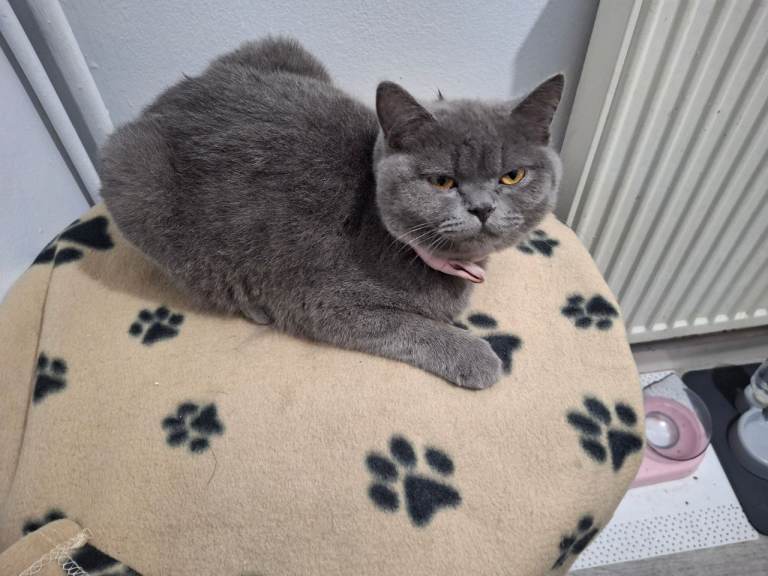 Female british shorthair cat