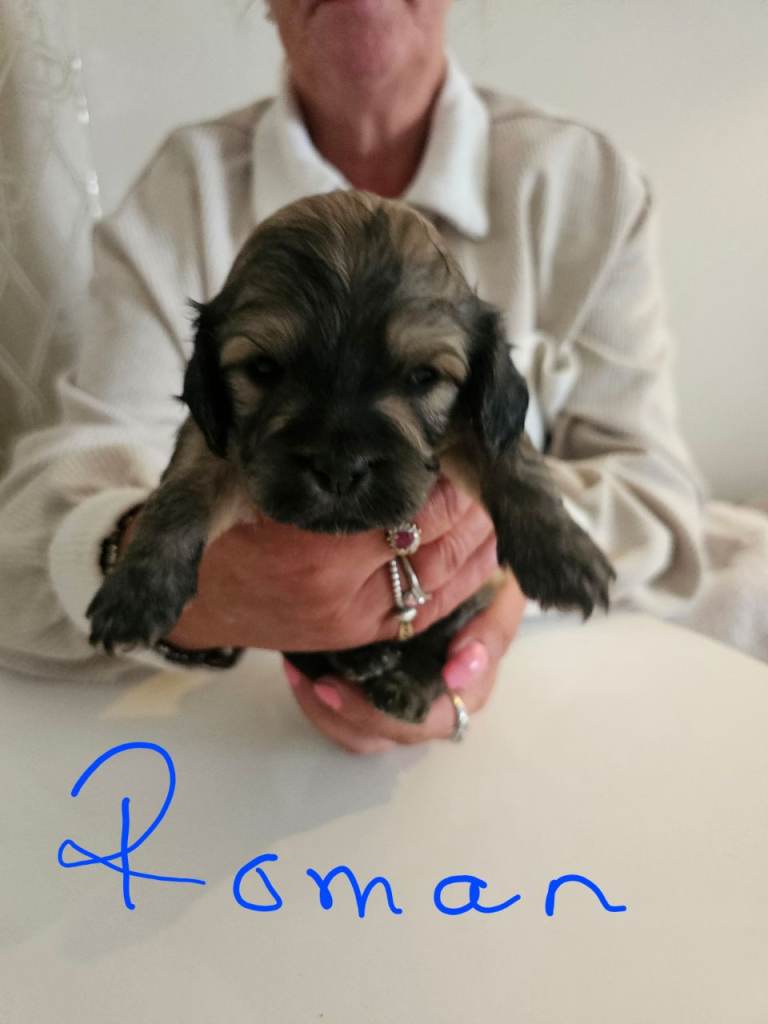 Cockerpoo/Maltese puppies