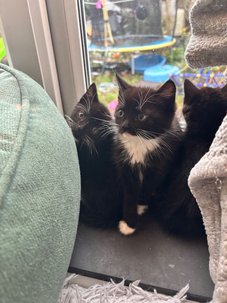 4 beautiful Tuxedo kittens ready for their  new homes