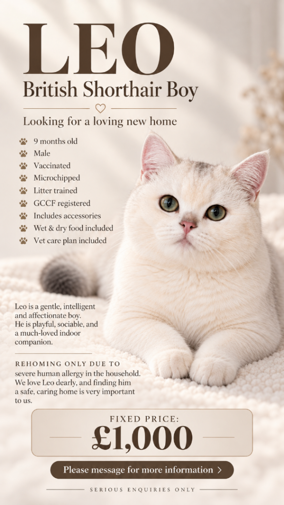 Beautiful British Shorthair boy