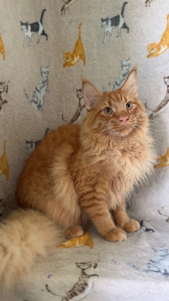 Ginger male mainecoon cat