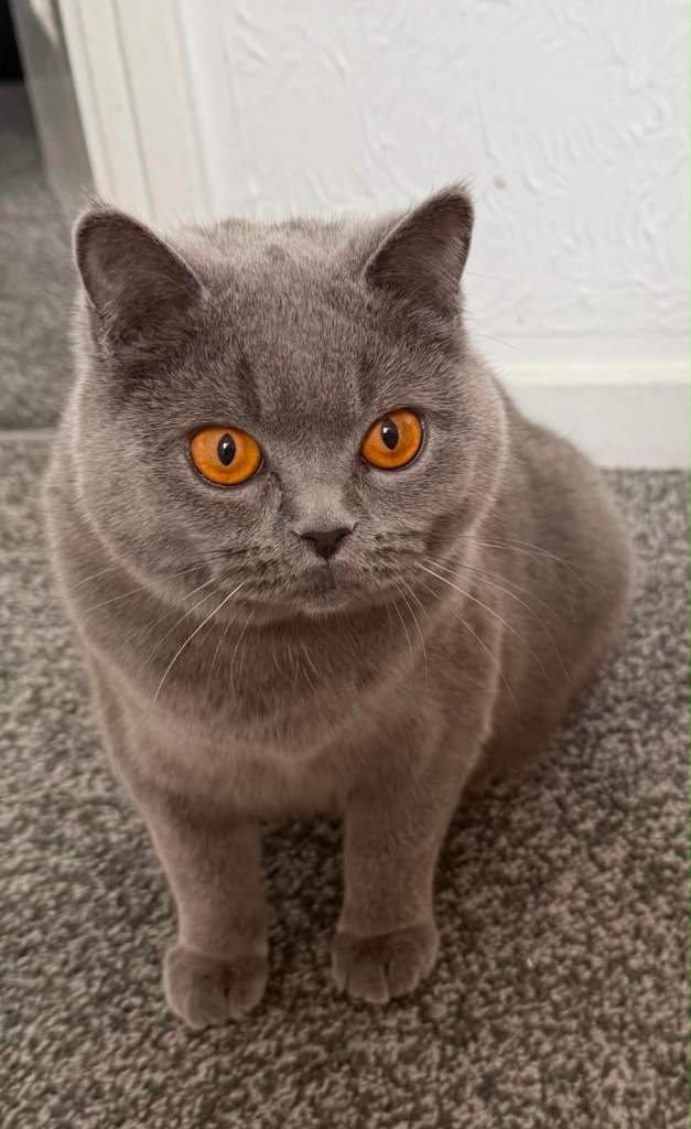 British shorthair kittens 