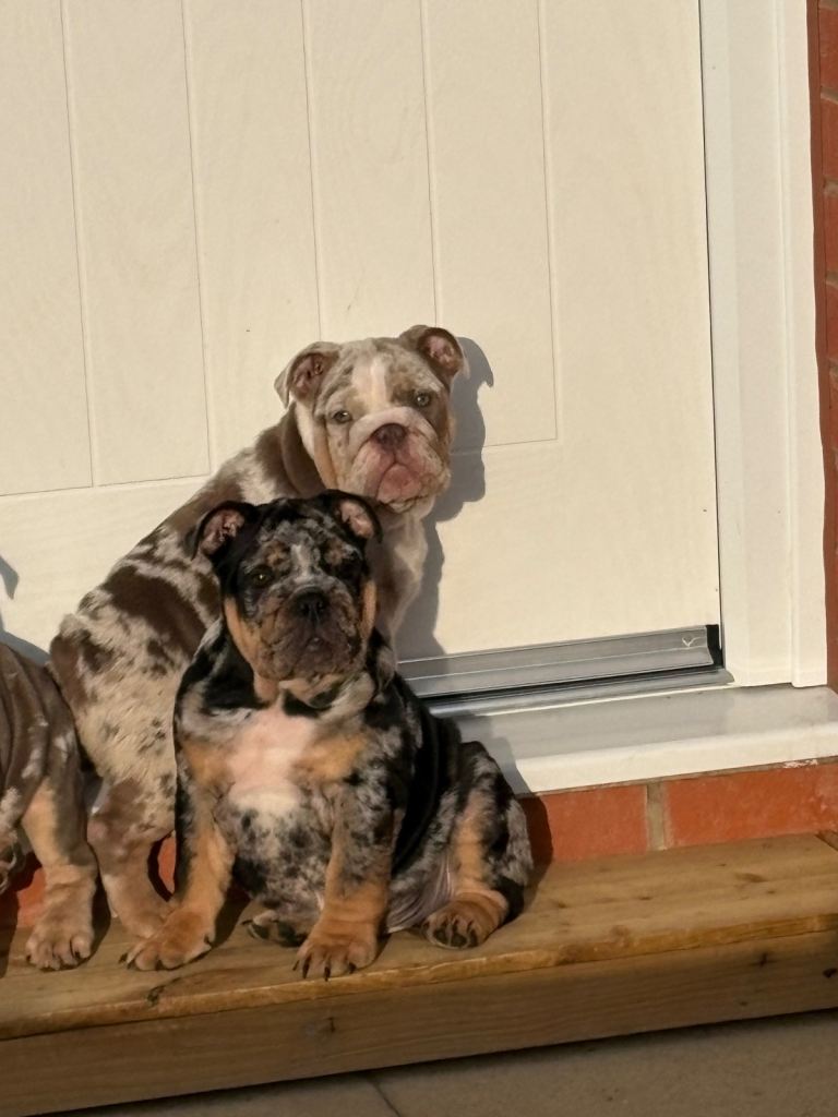 Top quality English  bulldogs 🐶🐾