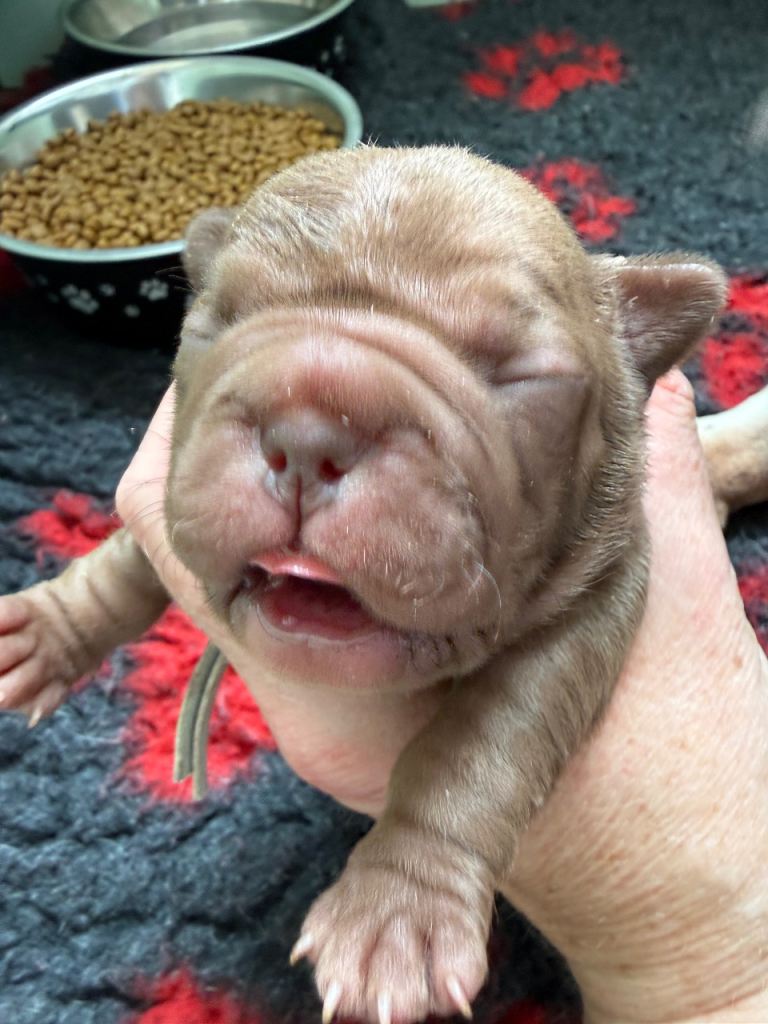 Amazing French Bulldog Puppies.