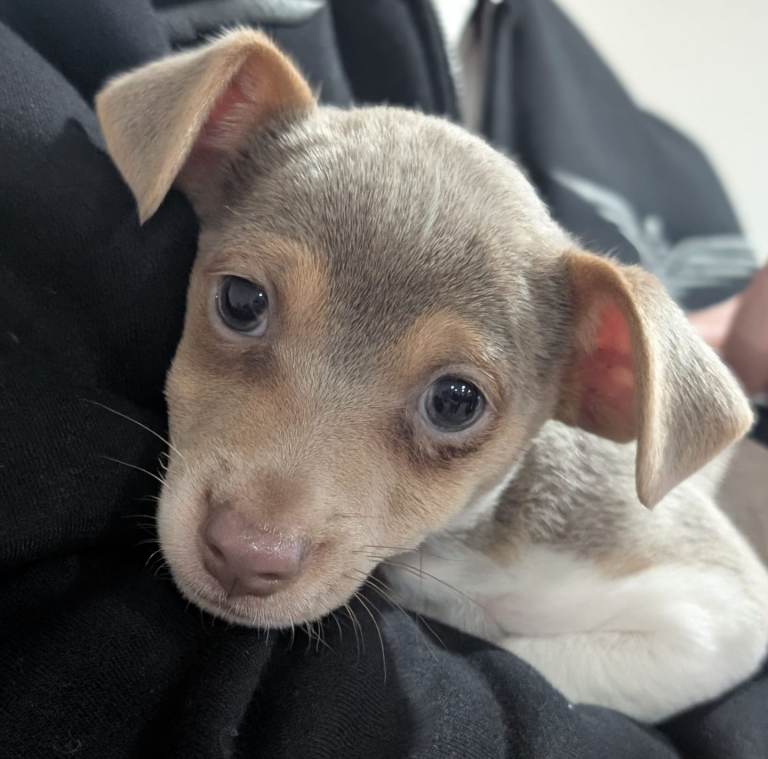 Miniature   Jack Russell pups 