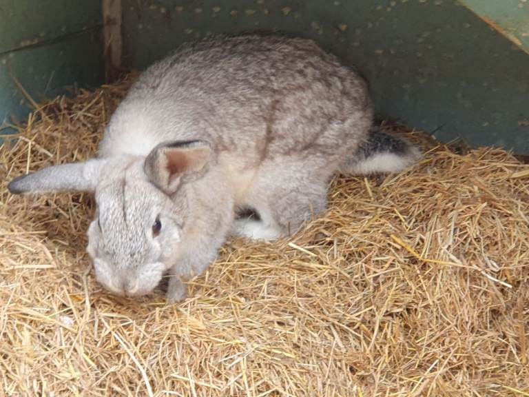 2 Gorgeous female rabbits with or without hutch