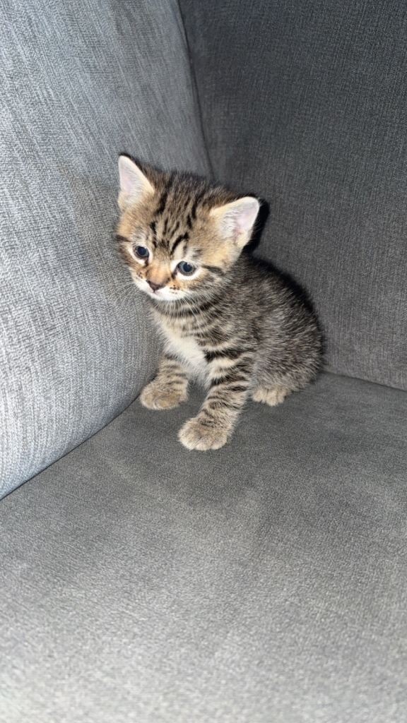 Male kitten ready to leave soon got two but keeping female 