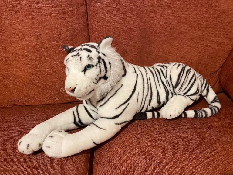 Large beautiful white striped cat