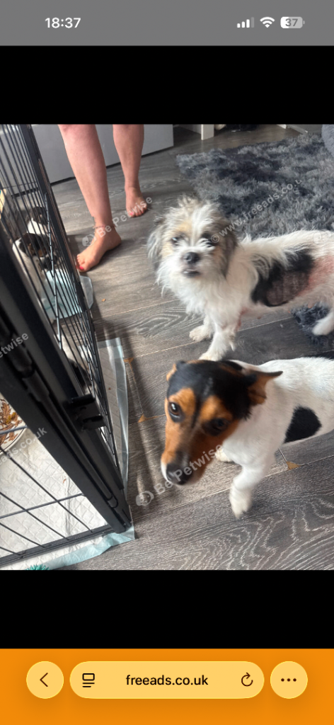 Terrier x Shih Tzu 