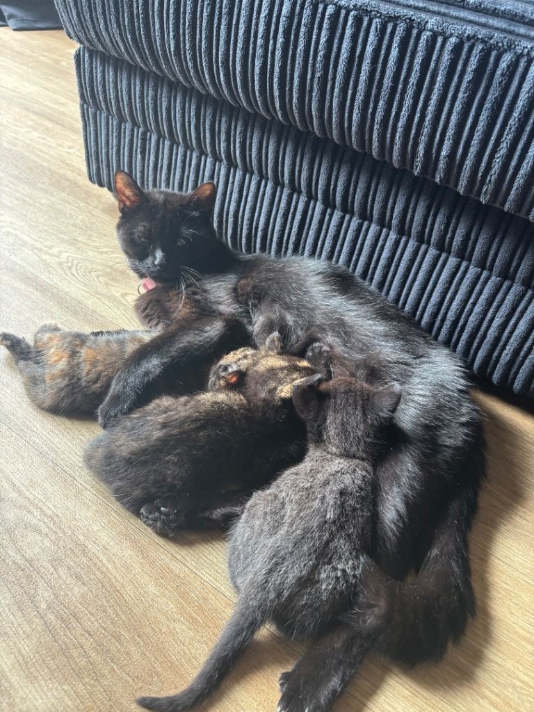 Kittens For Sale