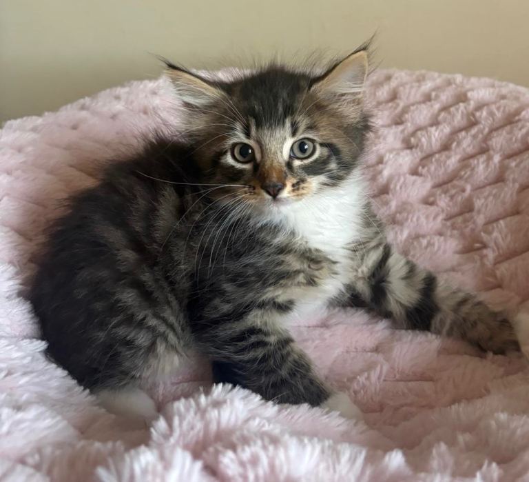 Fluffy Tabby Maine Coon Cross Kittens 