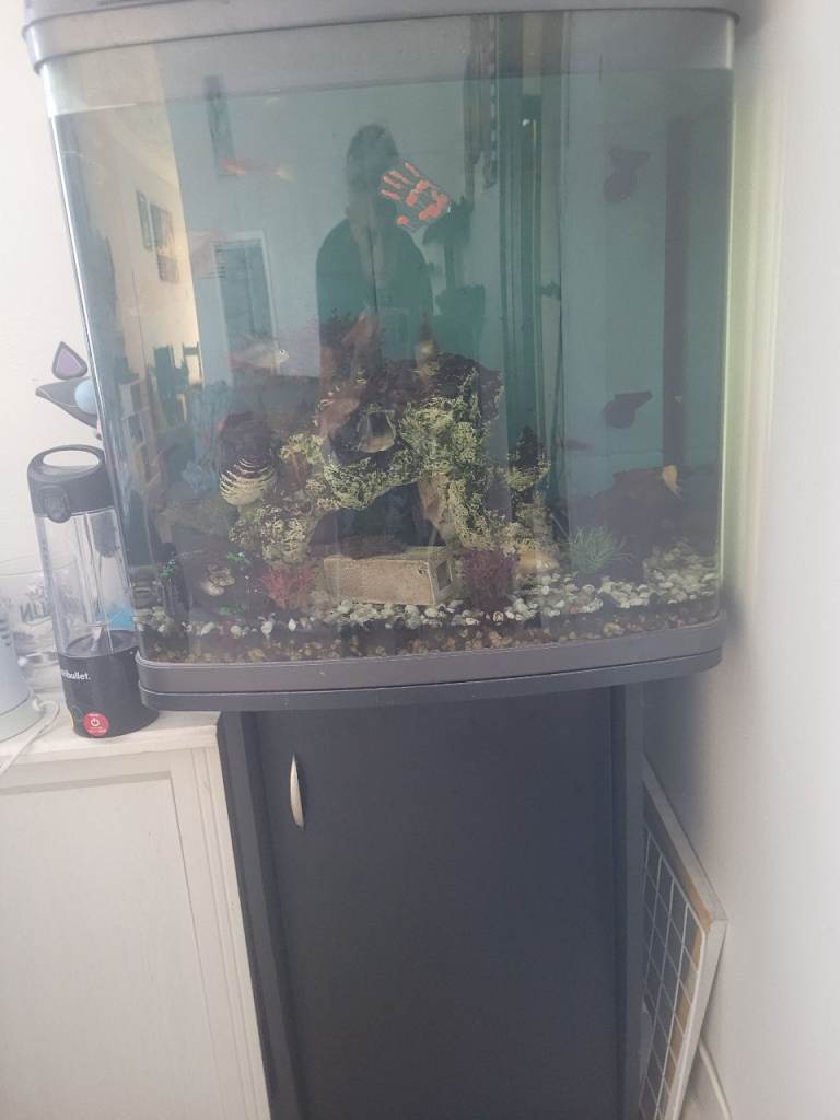 90l fish tank with stand plus fish