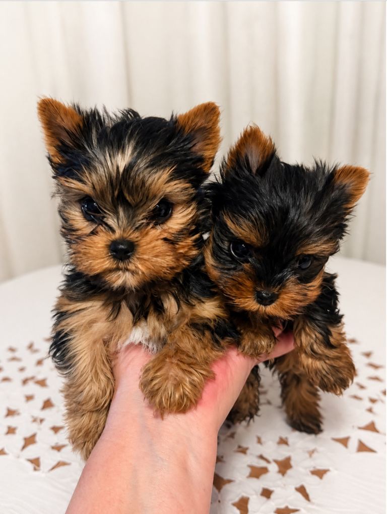 Yorkshire Terrier  puppies