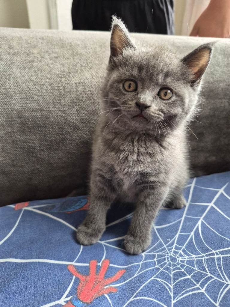 British short hair X kittens