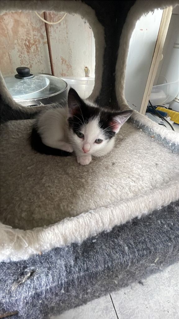 Kitten 
