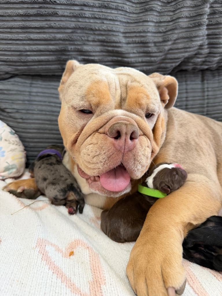 Puppies 