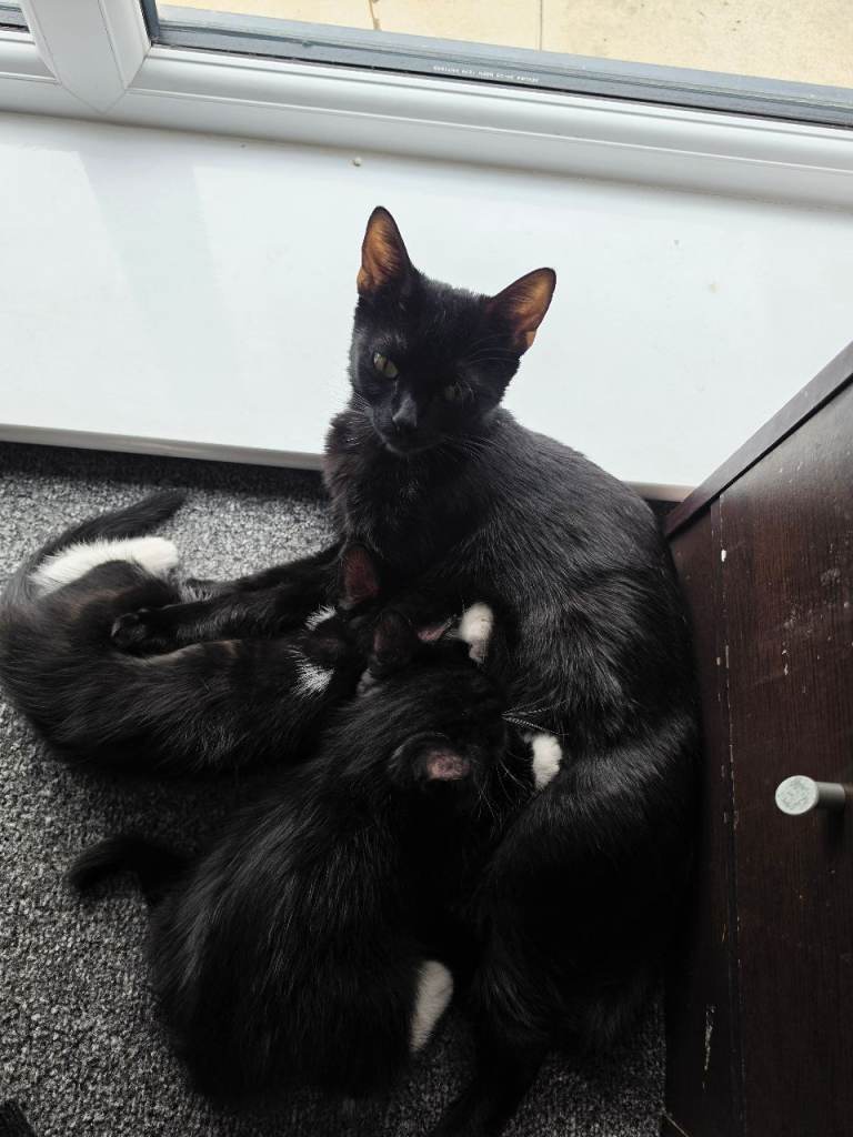 Kittens for sale 