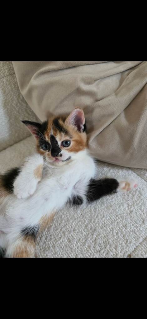 3 unusual colour kittens 