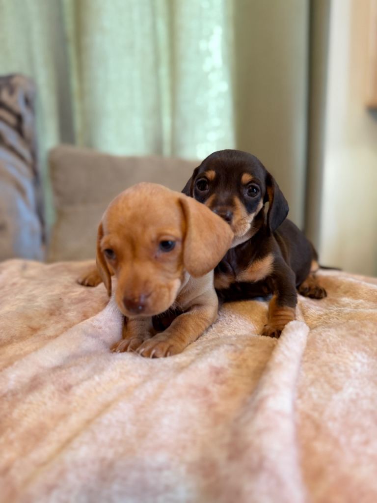 Gorgeous miniature dachshund puppies!!!