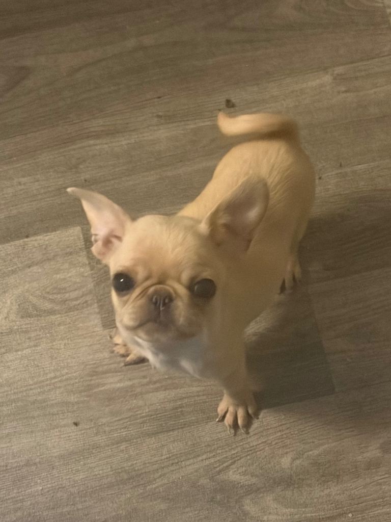 Frug puppies