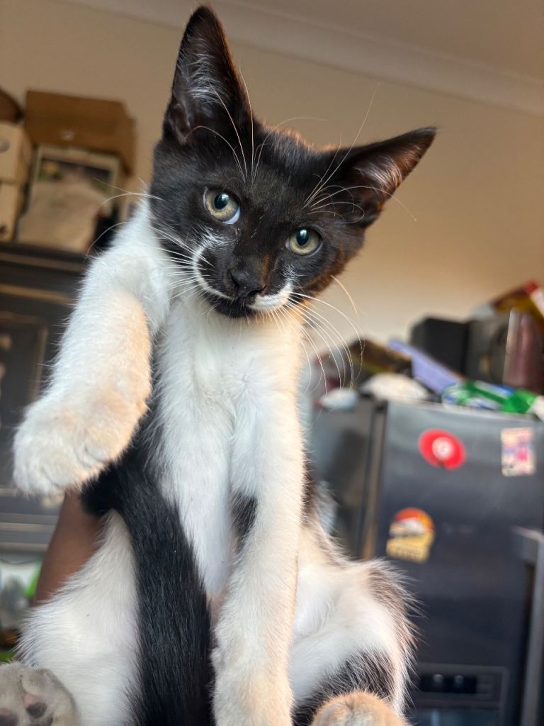 Kitten 