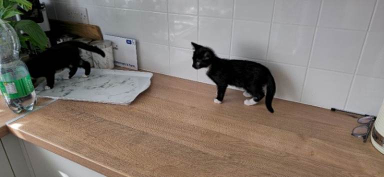 Lovely kittens for sale 