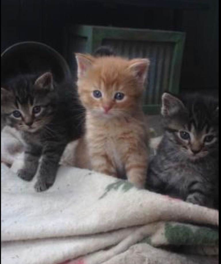 Playful Beautiful Kittens Read Description