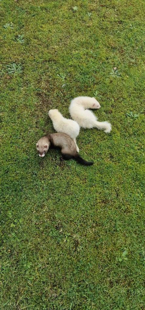 Ferrets 
