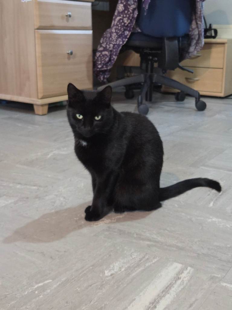 3 year old cat