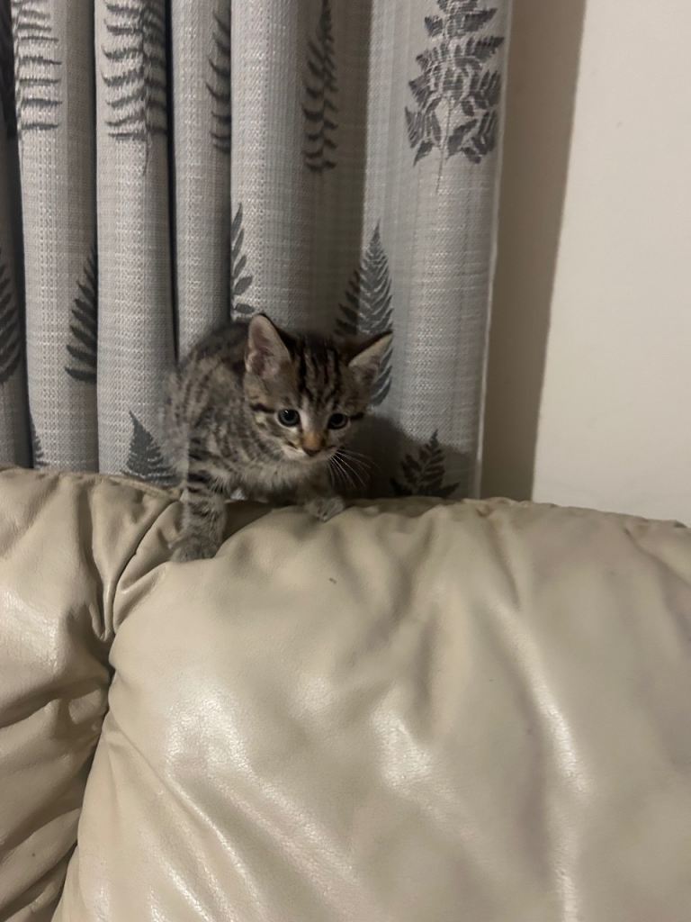 Baby cat 