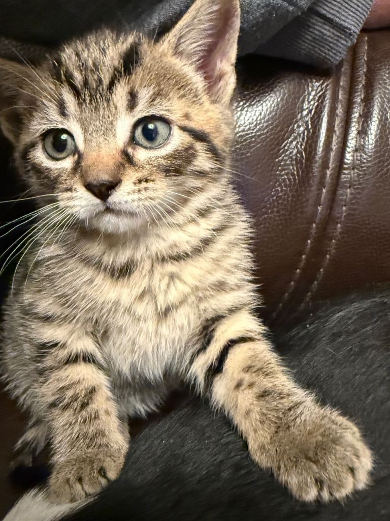 Baby kittens all boys