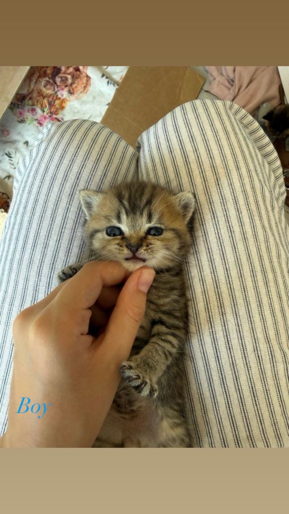 LAST 2 Blue British short hair x Persian kittens 